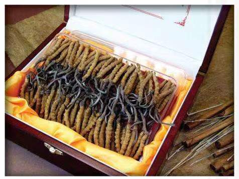 和庆镇冬虫夏草回收